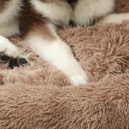 Cama para Cachorro de Estimação, Tapete, Cesto, Sofá, Produtos para Gatos, Médio, Cães Pequenos, Cobertor, Camas Grandes, Cestos, Animais de Estimação, Raças, Acessórios, Almofada Grande, Filhote - Image 5