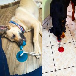 Brinquedos para cães de estimação filhote de cachorro interativo ventosa empurrar tpr bola brinquedos molar mordida brinquedo cordas elásticas limpeza do dente do cão suprimentos de mastigação - Image 5