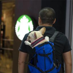Mochila de viagem respirável e lavável para pet, 1pc, mochila de viagem ao ar livre, ventilação, ao ar livre, caminhadas - Image 4