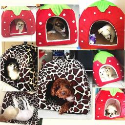 Tenda morango leopardo para animal de estimação, cesta quente e macia para gatos, cachorro, canil, cão de inverno, almofada, cesta, cama de animal, produtos para animais de estimação - Image 1