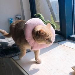 Coleira eletrônica de cone para animais de estimação, protetor de recuperação e antimordida para animais de estimação - Image 6
