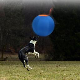Cães pastoreio bola brinquedo engraçado interativamente animal estimação ar livre inflável bola brinquedo pet dente para - Image 5