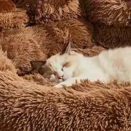 Sofá-cama lavável para cães pequenos, acessórios quentes para animais de estimação, cama grande, esteira, canil, cesta média, filhotes e gatos - Image 5