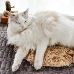 Cobertor Elétrico Quente para Animais de Estimação, Pet Indoor, Bom Efeito de Isolamento Térmico, Almofadas de aquecimento com USB, Almofada Elétrica - Image 2