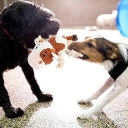 Brinquedo de dentição resistente à mordida para animais de estimação Brinquedos interativos para cães Chewers agressivos Cachorro de pelúcia Brinquedo de mastigação molar - Image 1