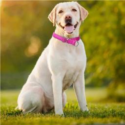 Coleiras reflexivas do cão do deslizamento, ajustável macio Neoprene acolchoado respirável Nylon Pet Collar para cachorro, cães médios e grandes andando - Image 3