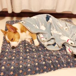 Cobertor De Lã Macio Espessado Para Animais De Estimação, Tapete De Cama, Almofada, Tapete Lavável, Manter Quente, Cat Supplies, Casa - Image 4
