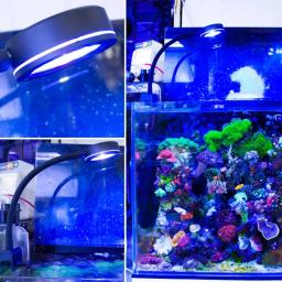 Luz de led para aquário marinho para iniciantes, tanque de reef, aquário azul, branco, 100v-240v, para 30-50 cm - Image 5