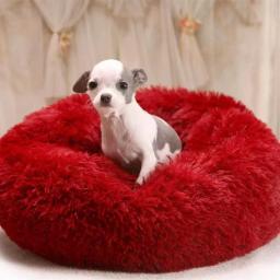 Cama Circular de Pelúcia Criativa para Animais de Estimação, Quente e Respirável, Grossa e Confortável, Tapete, Gato, Suprimentos, Inverno - Image 1