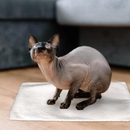 Almofada de auto-aquecimento lavável para animais de estimação, almofada térmica, canil, cama aconchegante, cobertor, interior, gatos e cães - Image 3