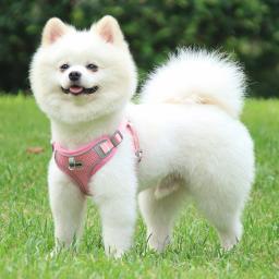 Arnês de Peito Ajustável para Pequenos Animais de Estimação, Trela Do Cão, Colete Bonito, Camisola Dos Gatinhos, Tipo Respirável, Pet Shop - Image 6
