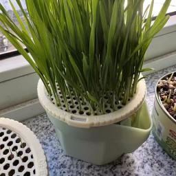 Copo De Cultivo De Grama De Gato Com Cultivo Soiless Recipiente De Crescimento De Catnip Reutilizável Bandeja De Germinação De Sementes, Hi-Fi Design - Image 1