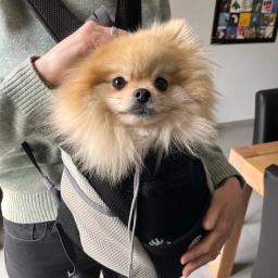 Pet Carrier Bag para cães, Mochila de viagem portátil, Saco ao ar livre respirável, Pet carregando suprimentos - Image 3