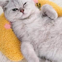 Pequeno travesseiro para gatos, Ultra macio fofo pet calmante brinquedo, Meia rosquinha cuddler para alívio das articulações dormir, melhorar o sono, 1pc - Image 2