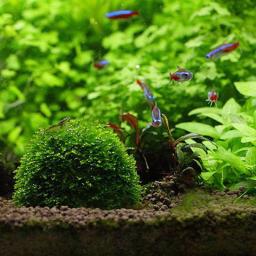 Aquário plástico musgo bola filtro aquático suprimentos para animais de estimação decorações para camarões tanque de peixes produtos para animais de estimação decoração do tanque de peixes - Image 6