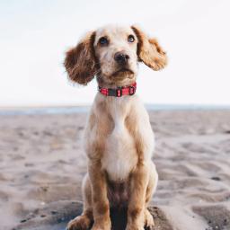 Suprimentos para animais de estimação coleira de cachorro colar de náilon ajustável coleira reflexiva para cães pequenos e médios/grandes buldogue beagle - Image 5