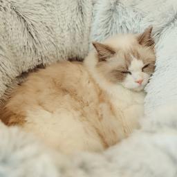 Cama redonda dobrável profunda do túnel do sono para animais de estimação, caverna quente, luxuoso longo, gatos e cães pequenos, inverno - Image 4