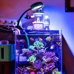 Luz de led para aquário marinho para iniciantes, tanque de reef, aquário azul, branco, 100v-240v, para 30-50 cm - Image 1